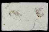 Two Cretaceous Fossil Shrimp Plate - Lebanon #107658-1